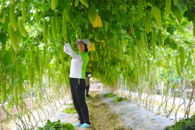 廣西農業(yè)科學(xué)院蔬菜所黃如葵 | 同行里的“行家里手”，亦是蔬菜界里的“女科學(xué)家”