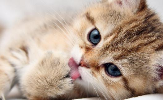 動物疫病診斷儀：貓弓形蟲是什么？