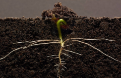 為什么要進(jìn)行土壤有機(jī)質(zhì)檢測(cè)？