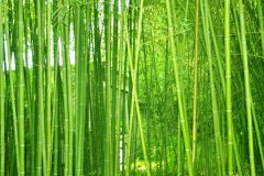 植物株高要如何測(cè)量？