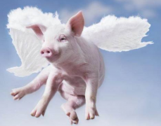 如何在屠宰環(huán)節(jié)做好非洲豬瘟的檢測(cè)工作？